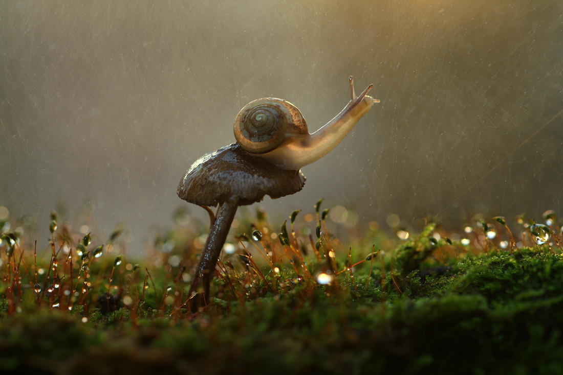 雨中蜗牛