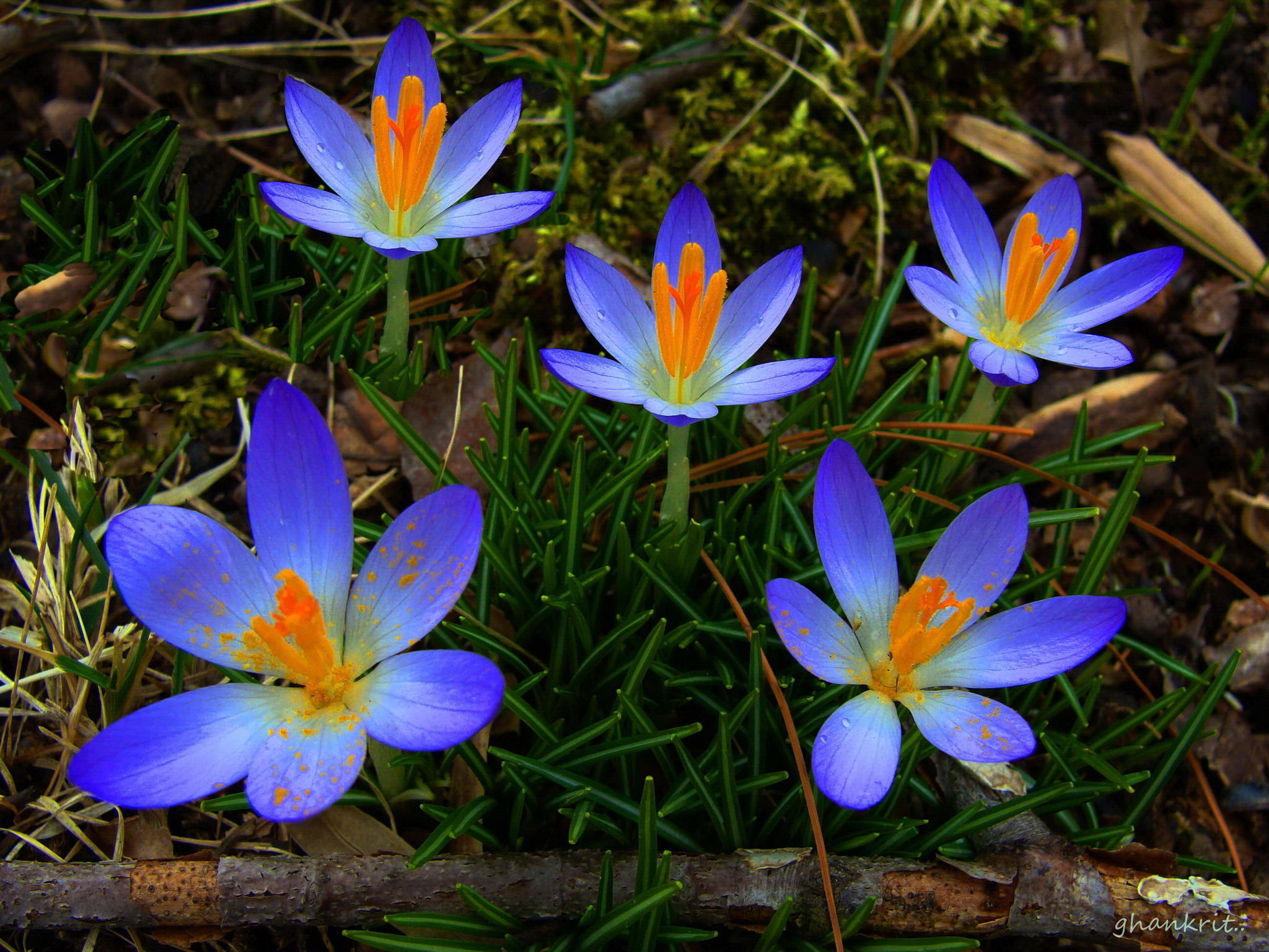 五朵小花